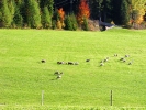 Urlaub am Bauernhof